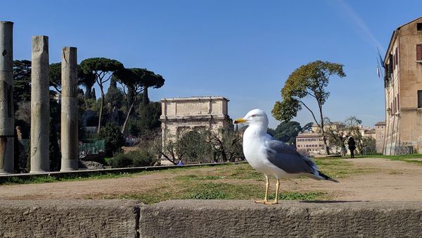 Rome: ancient history