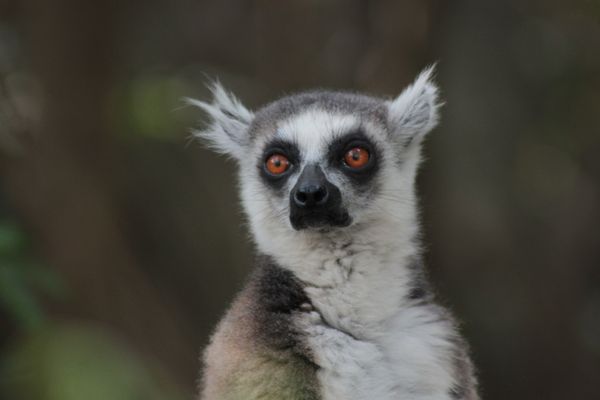 Madagascar: Animals